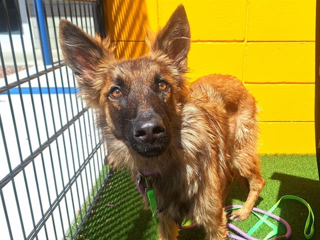 Ramone, a German Shepherd (mix breed), available for adoption