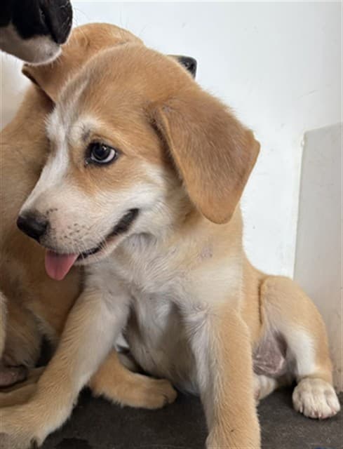 A034620, a Labrador Retriever, available for adoption