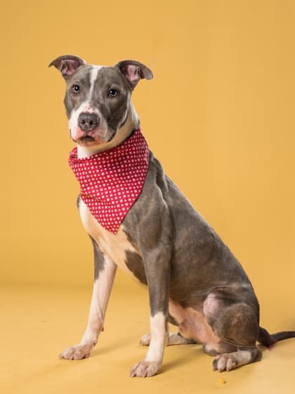 Kent5, a Terrier, available for adoption