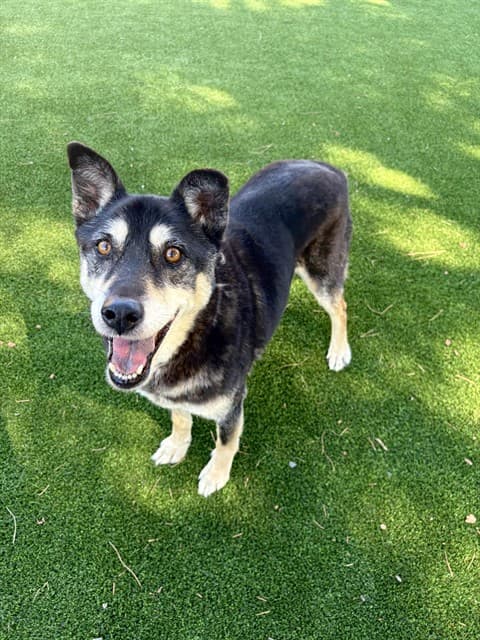 Buster, a Labrador Retriever, available for adoption