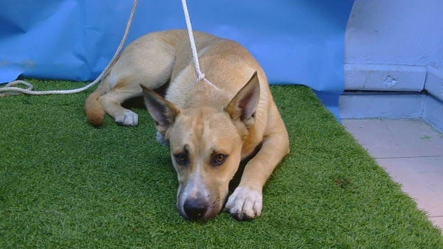 Solovino, a German Shepherd, available for adoption