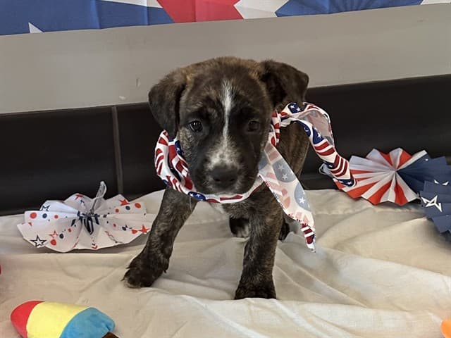 Beauty, a Pit Bull Terrier, available for adoption