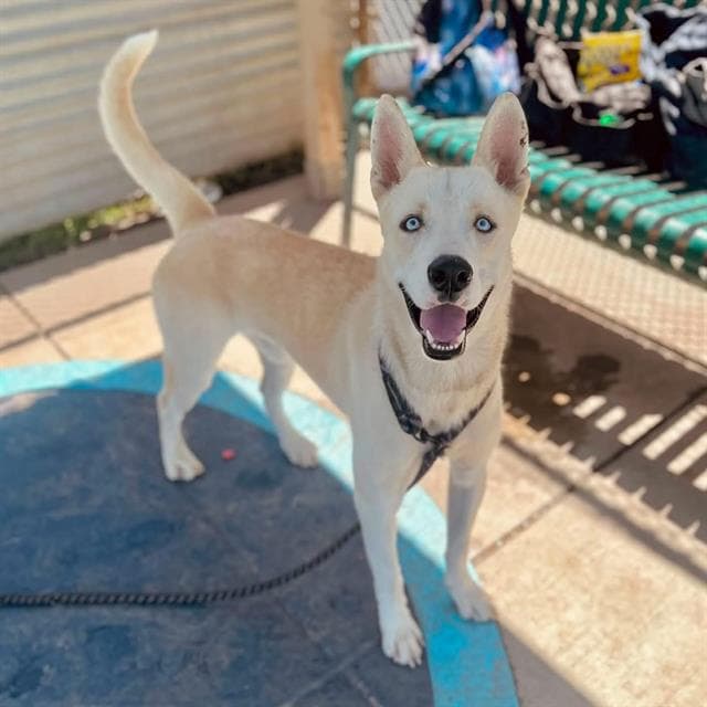 Cheez It, a Akita, available for adoption