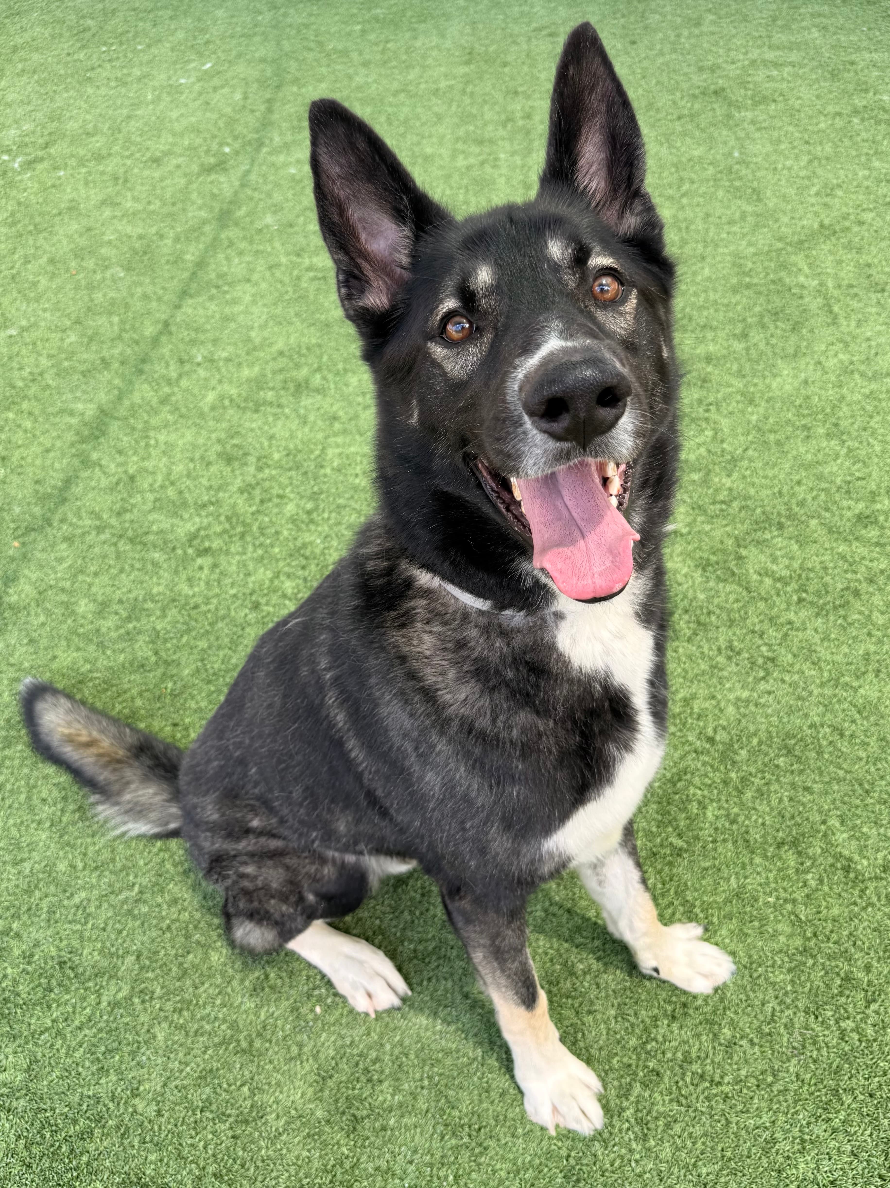 Apollo, a German Shepherd, available for adoption
