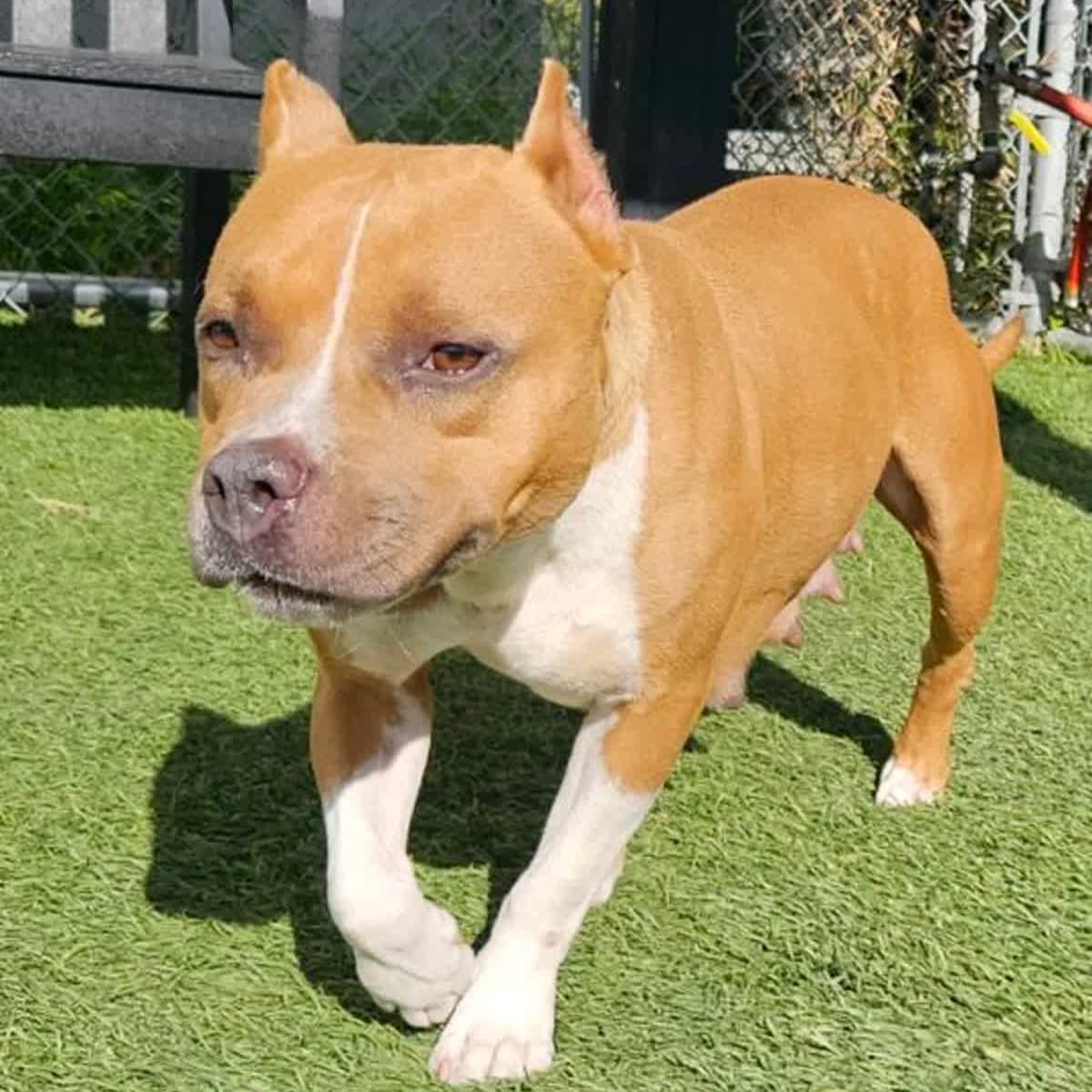 Venus, a American Bulldog, available for adoption