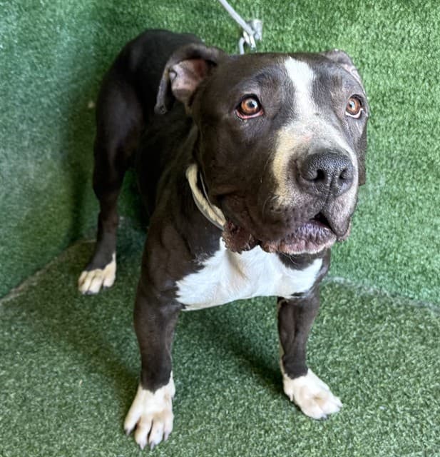 Ava, a Pit Bull Terrier, available for adoption