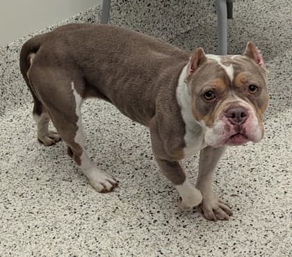 Nova4, a American Bulldog, available for adoption