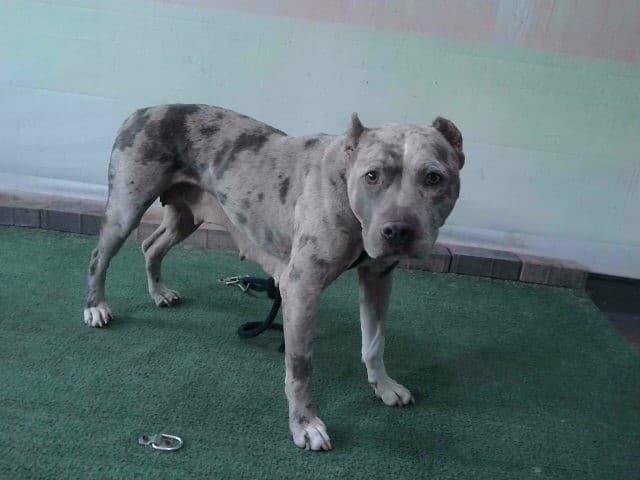 Harley, a American Staffordshire Terrier, available for adoption