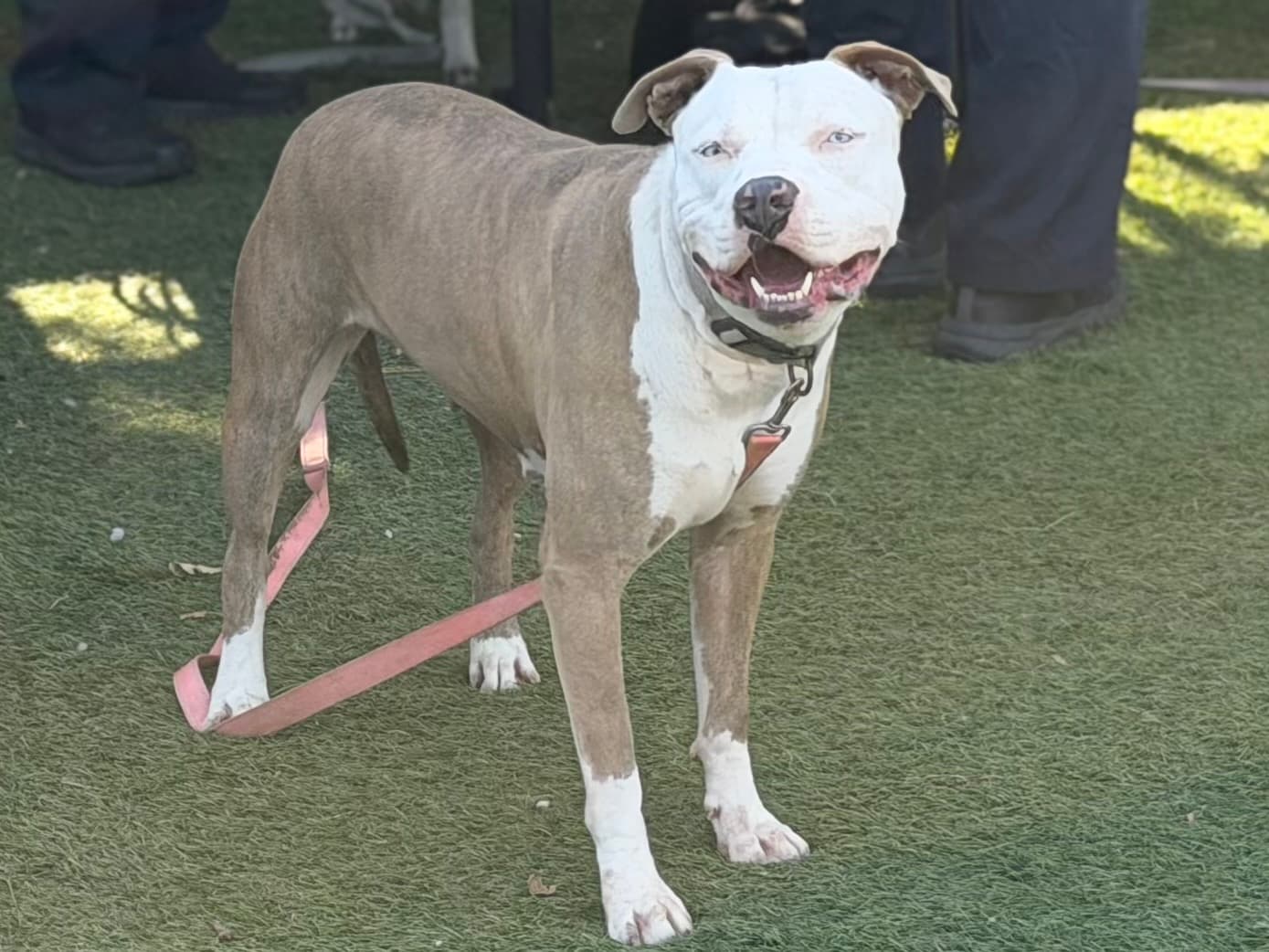 Cloe, a Pit Bull Terrier, available for adoption