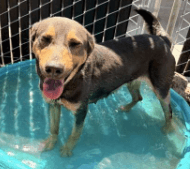 Gabriella, a German Shepherd (mix breed), available for adoption