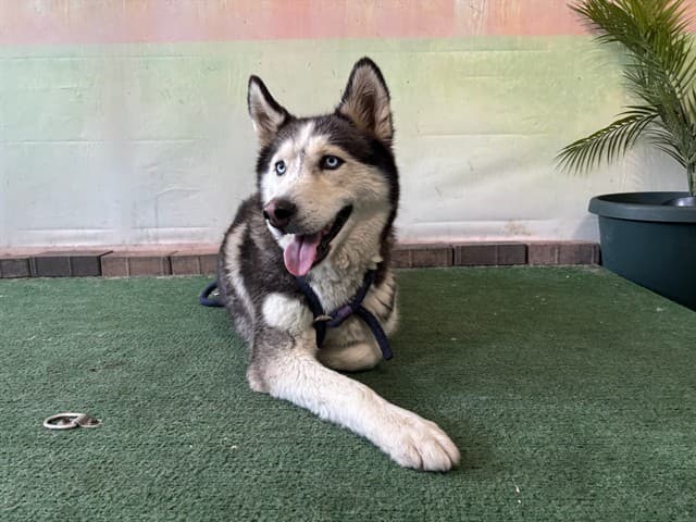 Bella, a Siberian Husky, available for adoption