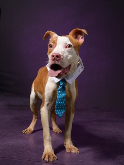 Tosino4, a Terrier, available for adoption