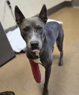 Landon, a Pit Bull Terrier (mix breed), available for adoption