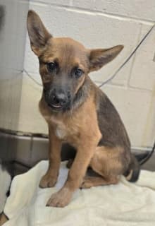 Bill, a Australian Kelpie (mix breed), available for adoption