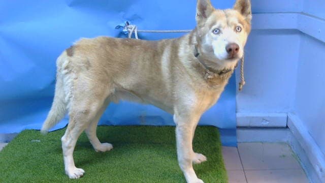 Koda, a Siberian Husky, available for adoption