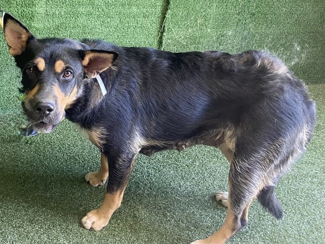 Shrimpina, a German Shepherd, available for adoption