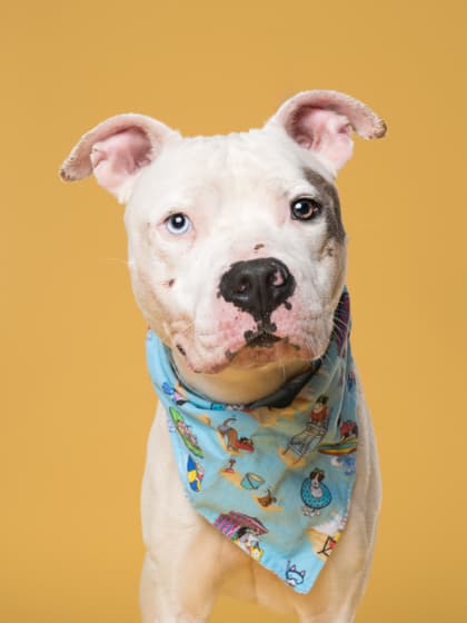 Dr Jefferson4, a American Bulldog, available for adoption