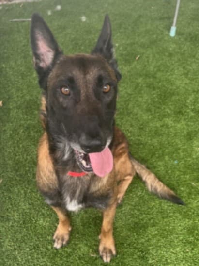 Sammy, a Belgian Shepherd Malinois, available for adoption