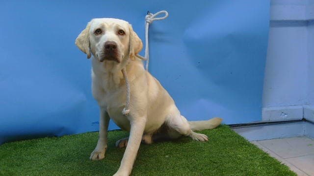 A5789678, a Labrador Retriever, available for adoption