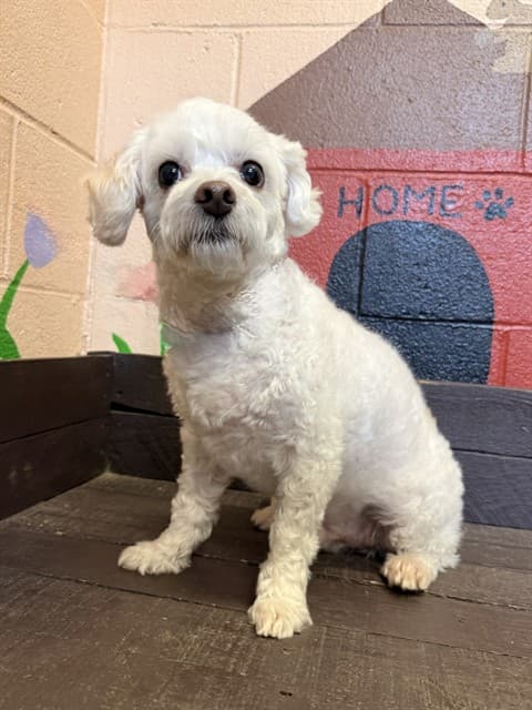 Mocha, a Maltese, available for adoption