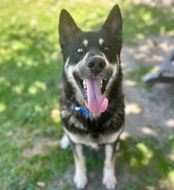 Pancake, a Siberian Husky, available for adoption