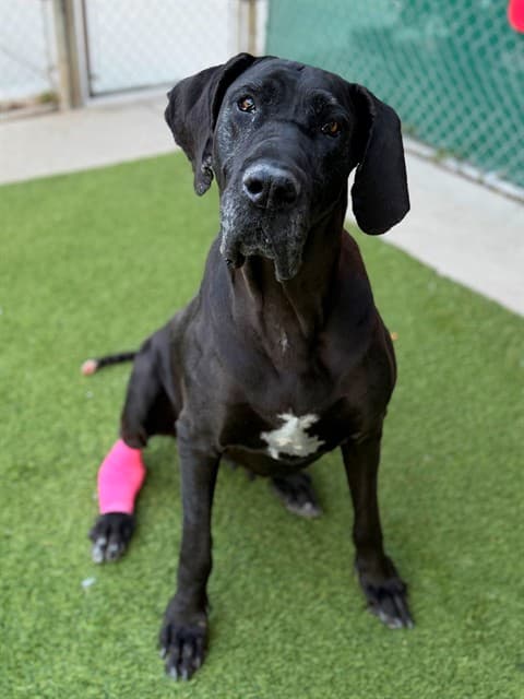 Sarah, a Great Dane, available for adoption