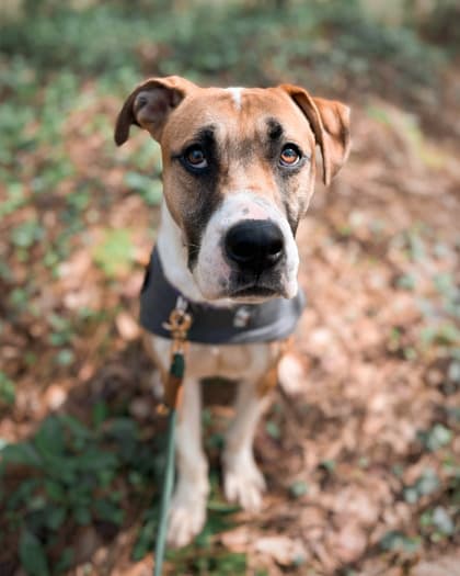 Lewis, a Beagle, available for adoption