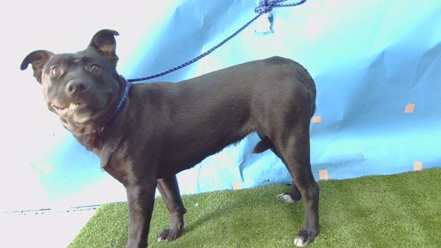 Leah, a Pit Bull Terrier, available for adoption
