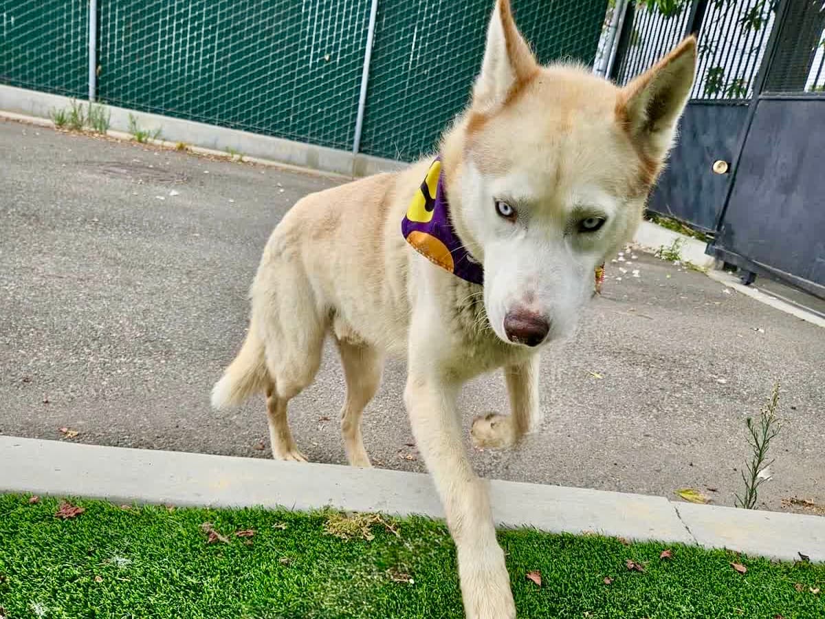 Luther, a Siberian Husky, available for adoption