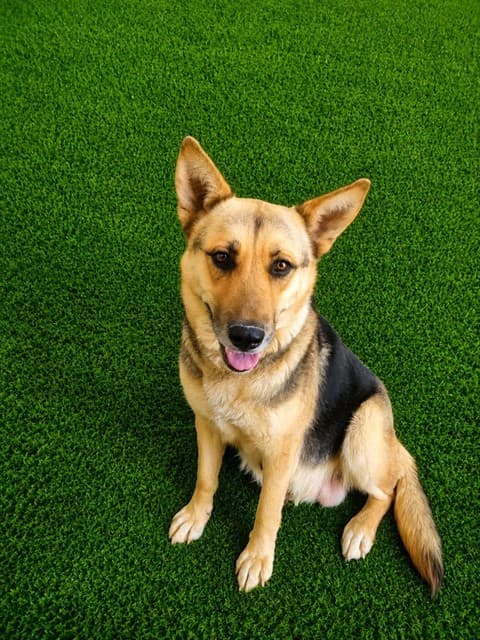 Tina, a German Shepherd, available for adoption