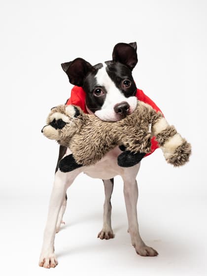 Lotus6, a Terrier, available for adoption