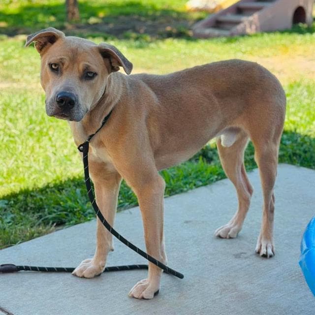 Colt, a Pit Bull Terrier, available for adoption