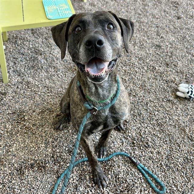 Francis, a Pit Bull Terrier, available for adoption