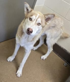 Robin Hood, a Siberian Husky (mix breed), available for adoption