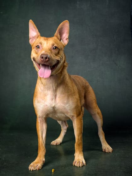 Jewels4, a Terrier, available for adoption