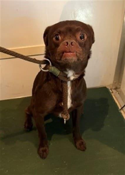 Teddy, a Chihuahua, available for adoption