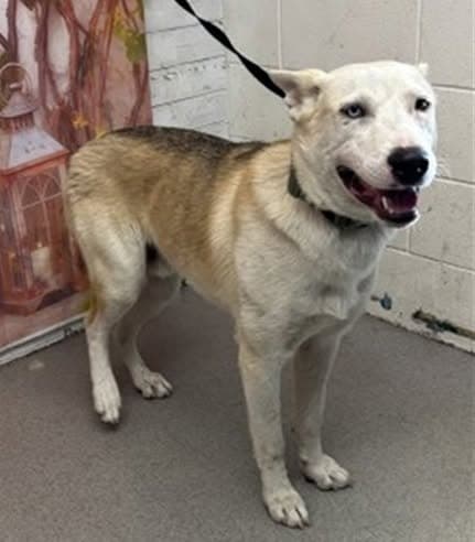 Milo, a German Shepherd, available for adoption