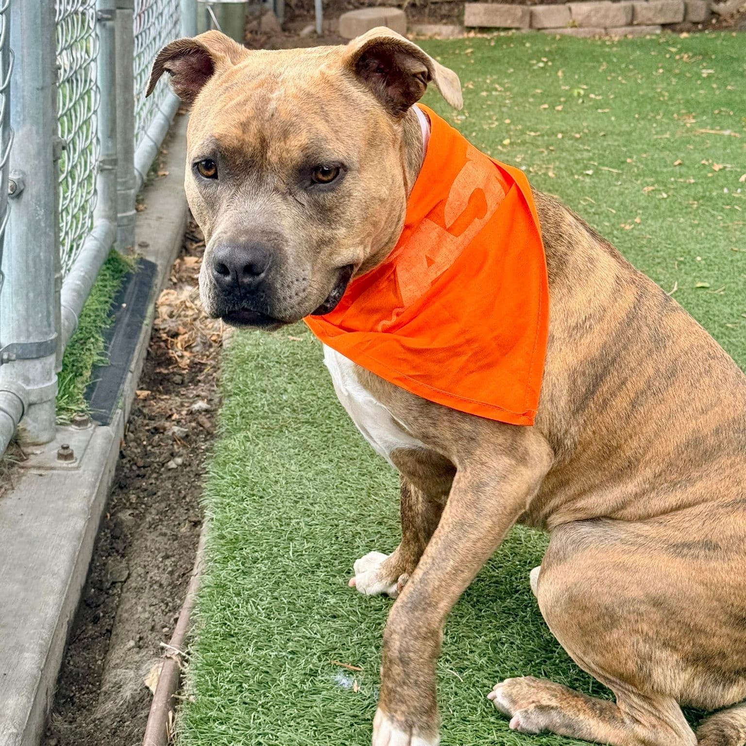 Ziggy, a Pit Bull Terrier, available for adoption