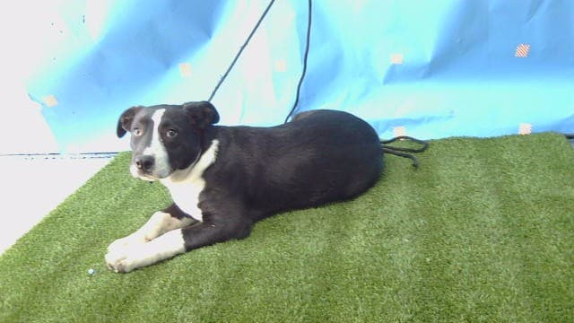 Sierra, a Pit Bull Terrier, available for adoption