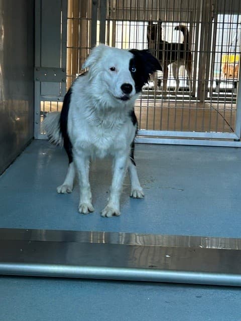 Chopper, a Border Collie, available for adoption