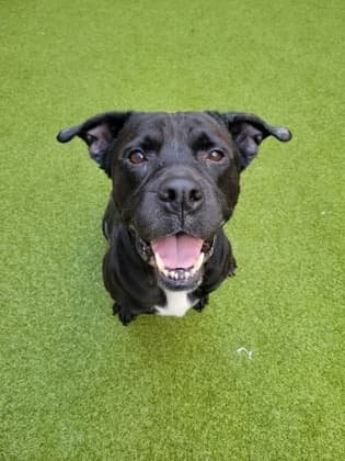 Maggie5, a Terrier, available for adoption