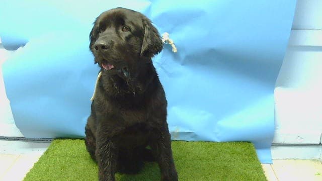 Grizzly, a Newfoundland Dog, available for adoption