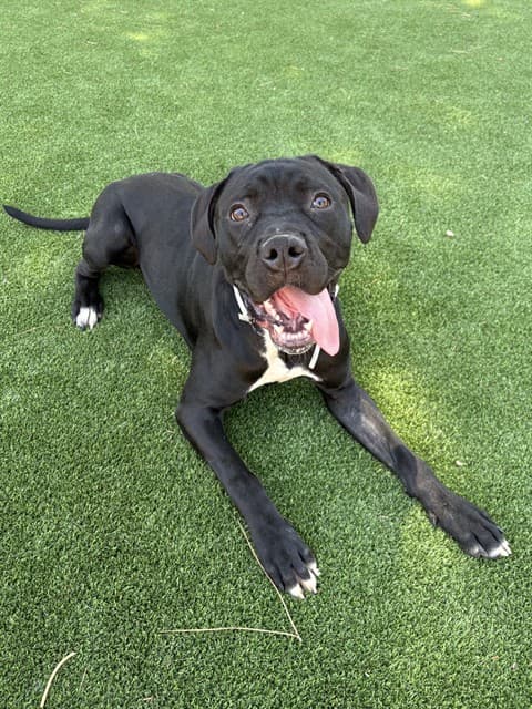 Glass, a Cane Corso Mastiff, available for adoption