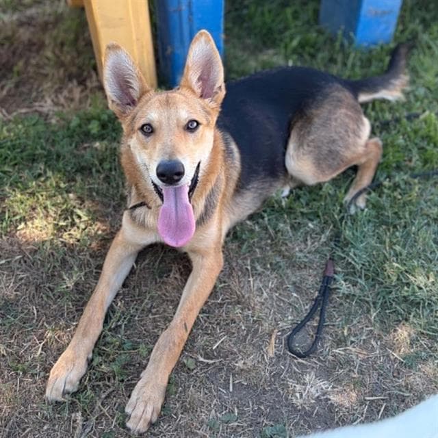 Zander, a German Shepherd, available for adoption