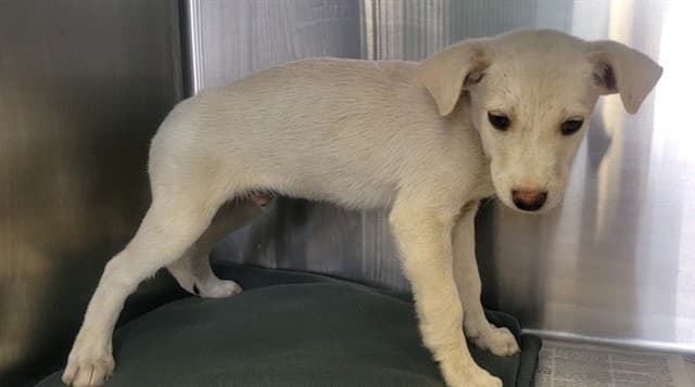 Mayonnaise, a Siberian Husky, available for adoption