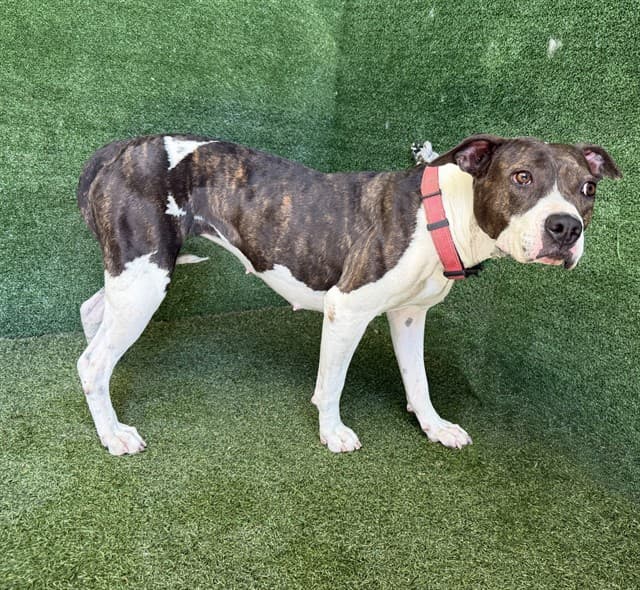 Ruby, a Pit Bull Terrier, available for adoption