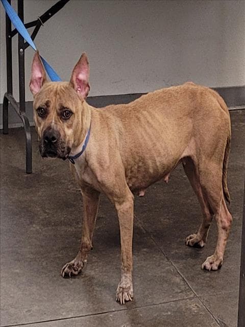 Momma, a Pit Bull Terrier, available for adoption