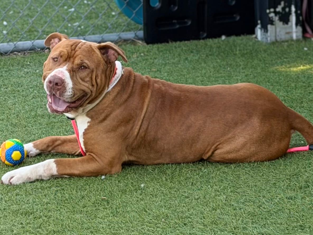 Bigsby, a Pit Bull Terrier, available for adoption