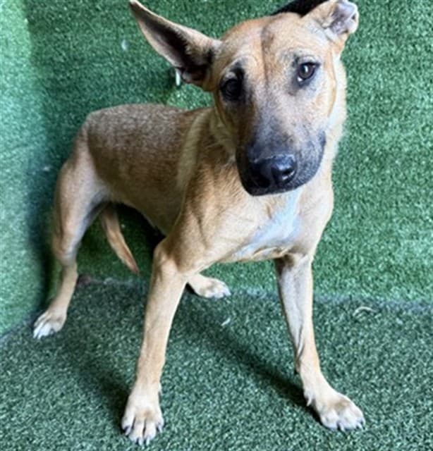 Dolores, a German Shepherd, available for adoption