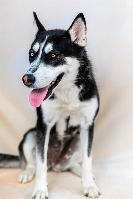 Luna, a Siberian Husky, available for adoption